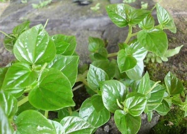 5 Manfaat Daun Suruhan bagi Kesehatan