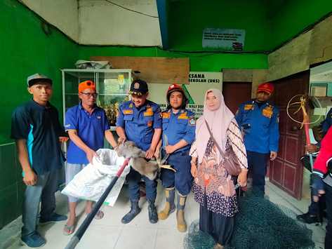 Heboh! Monyet Liar Masuk Kelas Gegerkan Guru dan Siswa&nbsp;Gresik