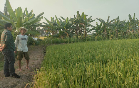 Gagal Panen, Petani Gresik Selatan Keluhkan Kekurangan Air